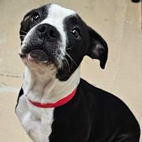 adopt-pet