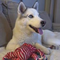 adopt-pet