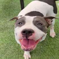 adopt-pet