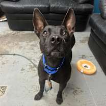 adopt-pet