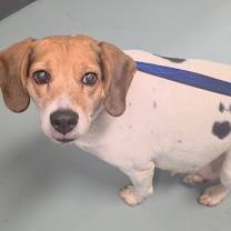 adopt-pet