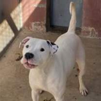adopt-pet