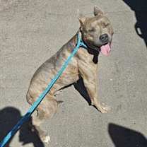 adopt-pet