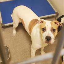 adopt-pet