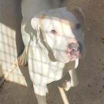 adopt-pet
