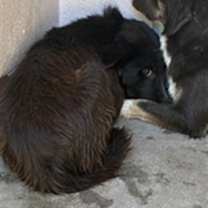 adopt-pet