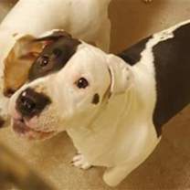 adopt-pet