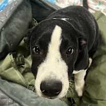 adopt-pet