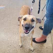 adopt-pet