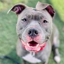 Thumbnail photo of Chelsea #1