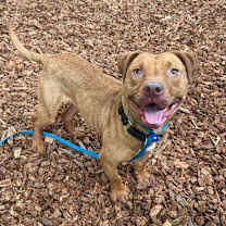 Thumbnail photo of Cashew  #1