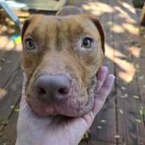 Thumbnail photo of Cashew  #2