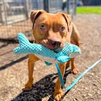 Thumbnail photo of Cashew  #3