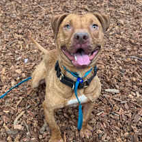 Thumbnail photo of Cashew  #4