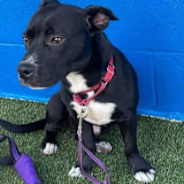 Thumbnail photo of Hawthorn #2