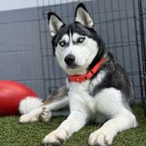 Thumbnail photo of Soshana #1