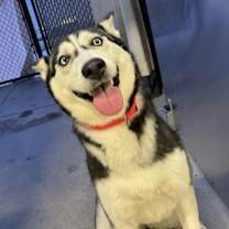 Thumbnail photo of Soshana #2