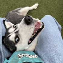 Thumbnail photo of Soshana #3