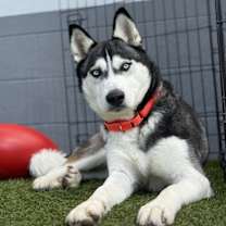 Thumbnail photo of Soshana #4