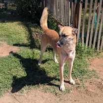 adopt-pet