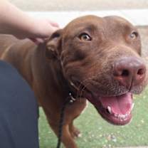 adopt-pet