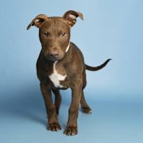 adopt-pet