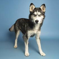 adopt-pet