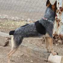 Thumbnail photo of Minerva #3