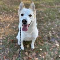 Thumbnail photo of Nova #1