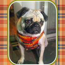adopt-pet