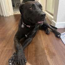 adopt-pet