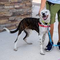 Thumbnail photo of Jango #3