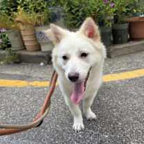 Thumbnail photo of Shiru #3