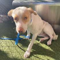 adopt-pet