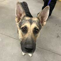 adopt-pet