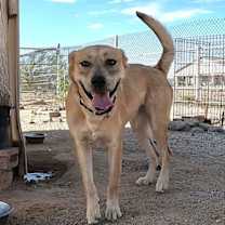 adopt-pet