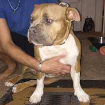 Thumbnail photo of Piggy #2