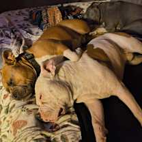 Thumbnail photo of Piggy #3