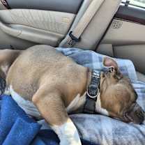 Thumbnail photo of Piggy #4