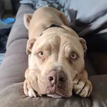 adopt-pet