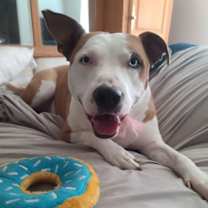 adopt-pet