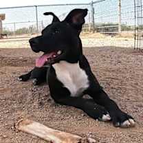 adopt-pet