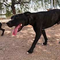 Thumbnail photo of Bo #3