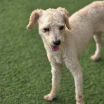 Thumbnail photo of Tommy #1