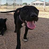 adopt-pet