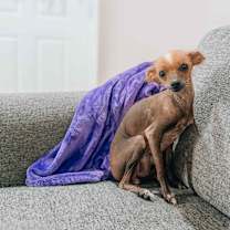 adopt-pet