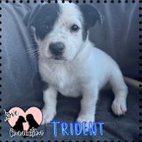 adopt-pet