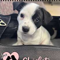adopt-pet