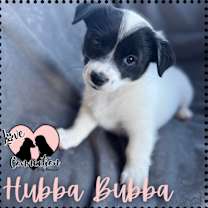 adopt-pet