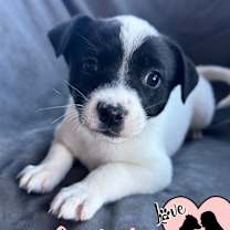 adopt-pet